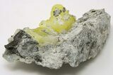 Lemon-Yellow Brucite In Matrix - Balochistan, Pakistan #198561-1